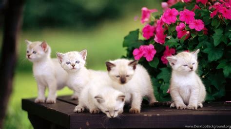 Spring Baby Animals Desktop Wallpapers - Top Free Spring Baby Animals ...