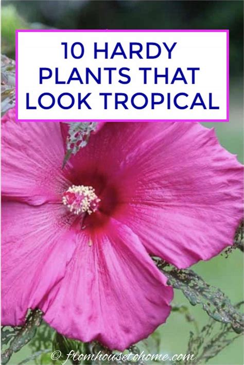 Tropical Looking Plants Hardy Perennials Shrubs That Look Tropical