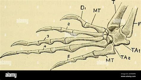 Bird Leg Bones