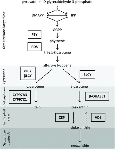 Carotenoid Biosynthesis Of Pak Choi Brassica Rapa Ssp Chinensis Sprouts Grown Under