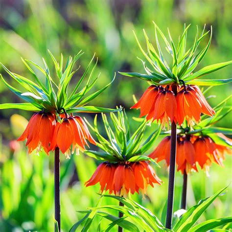 Fritillaria Szachownica Cesarska Garland Star Szt Inna Marka