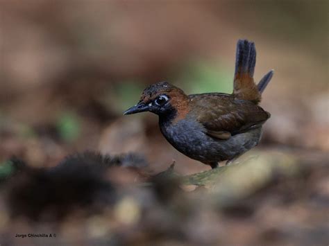 Black Faced Antthrush Formicarius Analis Parque Nacional Flickr