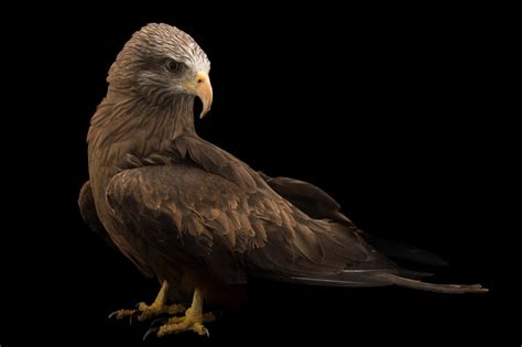 Bir040 00082 Joel Sartore