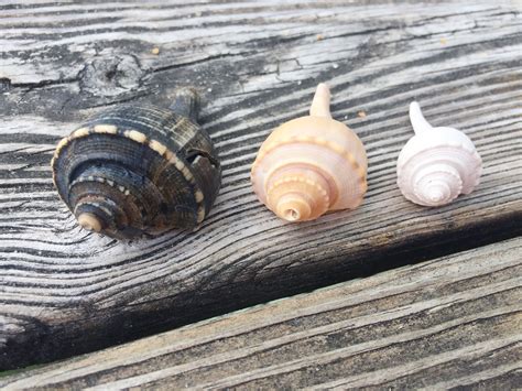 Channeled Whelks Found Off The Coast Of Hatteras Island North Carolina