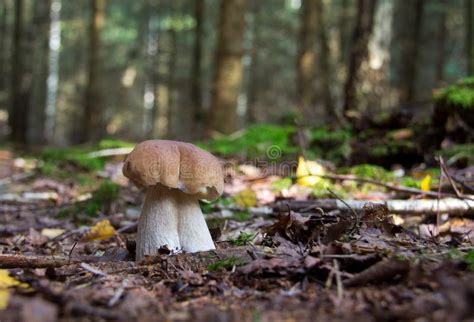 Tir De Focalisation S Lectif D Un Champignon Exotique Dans La For T