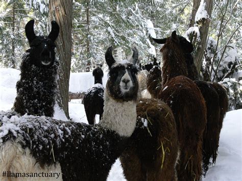 The Llama Sanctuary Spca International