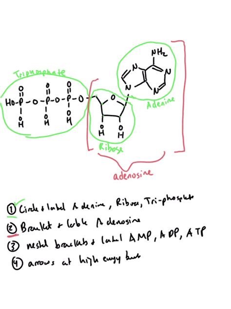 Solved Add The Following Labels To The Diagram Below Left And Then