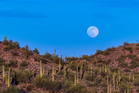 310+ Sonoran Desert Night Stock Photos, Pictures & Royalty-Free Images ...