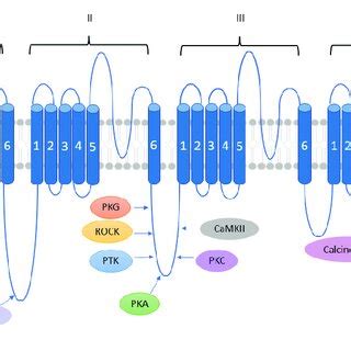 Schematic Representation Of Cav Pore Forming Subunit Showing