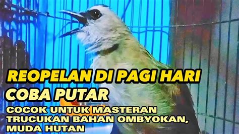 Trucukan Gacor Masteran Burung Trucukan Ropel Panjang Cocok Untuk