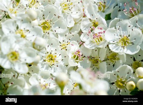 Hawthorn May Tree Or Whitethorn Crataegus Monogyna Close Up Of A