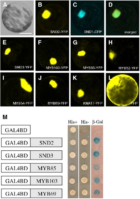 Subcellular Localization And Transcriptional Activation Analysis Of The Download Scientific