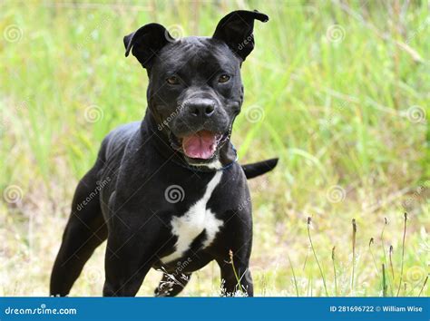 Happy Black Boxer Bulldog Mix Breed Dog Panting Tongue Stock Photo ...