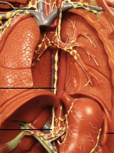 Lymphatic System Model 3 Diagram Quizlet