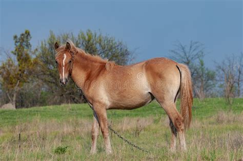 Cute brown horse stock photo. Image of arabian, equine - 182475668