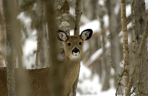 Michigan Confirms Additional Cwd Positive Free Ranging White Tailed