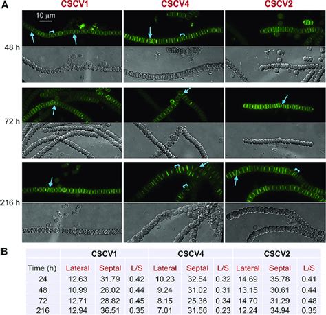 Van Fl Staining Of Anabaena Mreb Mrec And Mred Mutants Cultures Of