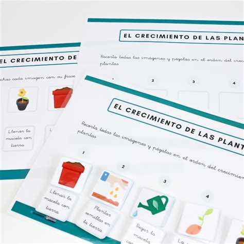 El Crecimiento De Las Plantas Kumubox