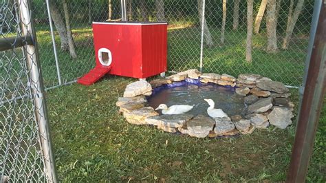 Pin By Jessica Arra On Sitio Backyard Ducks Duck Pens Pet Ducks