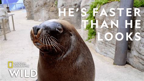 A Sea Lion Goes For A Walk Secrets Of The Zoo Down Under Youtube