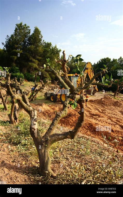 Pruning lemon trees Stock Photo - Alamy