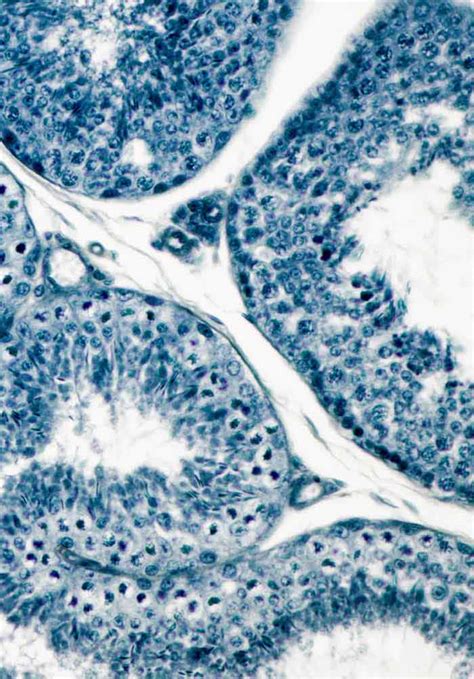 Histology of Umbilical Cord in Mammals | IntechOpen