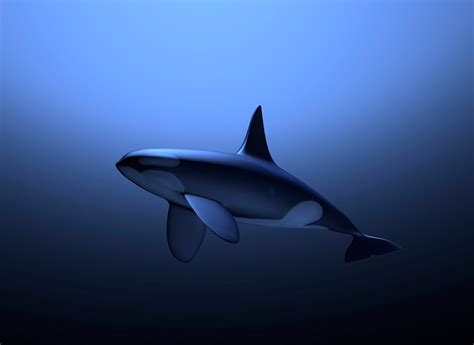 3D Orca Blackfish - TurboSquid 1262397