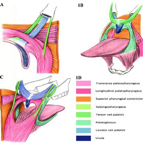 Muscles Of The Palatopharyngeal Complex A Lateral View B Anterior