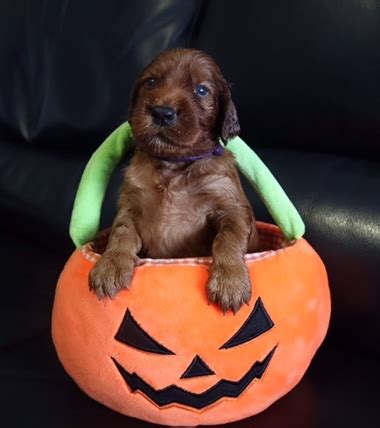 Photo Of The Week As At October Irish Setters Australia