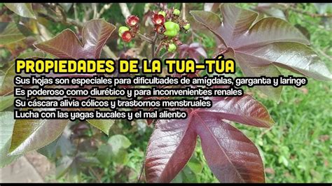 Beneficios De La Tuatua Un Antibioticos Caseros Youtube