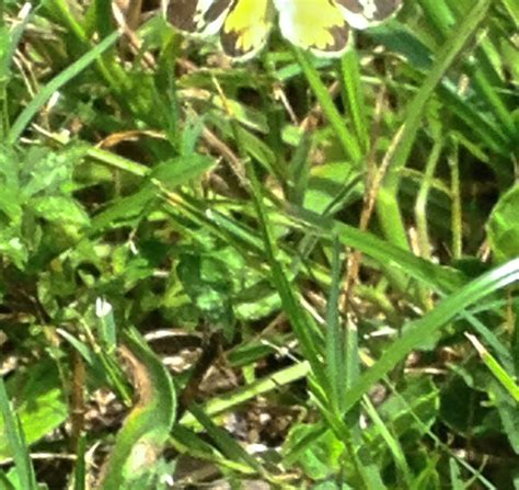 Dainty Sulphur Project Noah