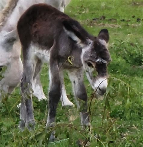 Donkeys and Mules – Sandlin Farms