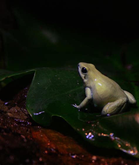 The Albino Frog by Photographiq on DeviantArt