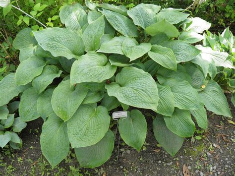 Hosta Blue Mammoth - Vermont Flower Farm