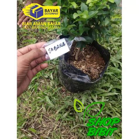 Jual Bibit Tanaman Buah Anggur Brazil Bibit Pohon Anggur Brazil Murah