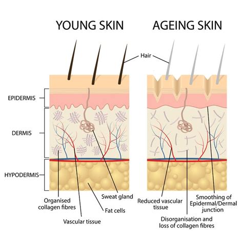 Aging Skin 7 Things That Can Happen Apothekari Skincare