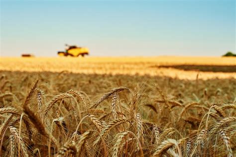 Premium Photo | Rye field against blue sky harvesting period