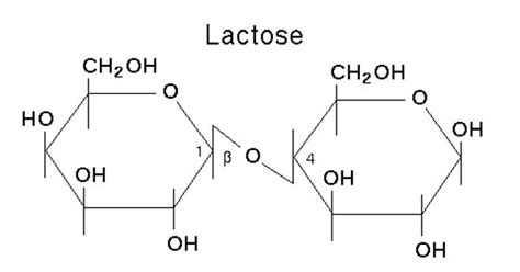 Lactose A Disaccharide Containing Glucose And Galactose Units Assignment Point