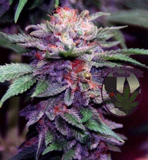 Zkittlez Cake F Cannabis Seeds For Sale North Atlantic Seed Co