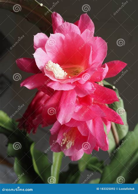 Orchid Cactus Or Disocactus Ackermannii In Bloom Stock Photo Image Of