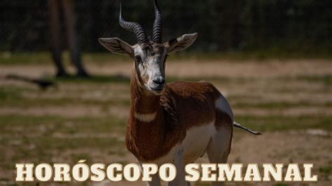 Hor Scopo Semanal As Le Ir A Tu Signo Zodiacal Del Al De Octubre