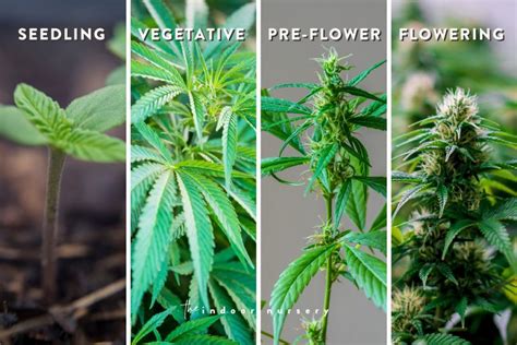 Male Weed Plant Stages Dont Ruin Your Crop