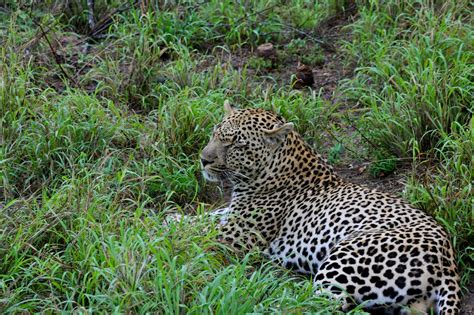 The Natural World: Predators of Baby Leopards: You Might Be Surprised