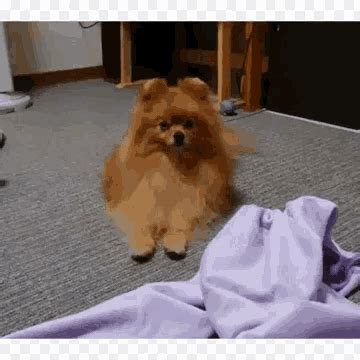 Sleepy Dog GIF - Sleepy Dog - Discover & Share GIFs