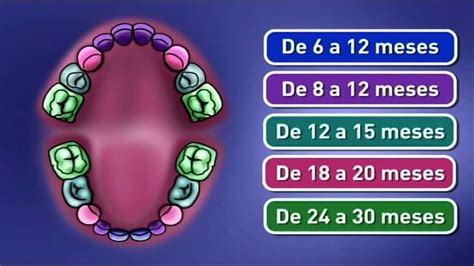 Sa De Infantil Os Primeiros Dentes Youtube