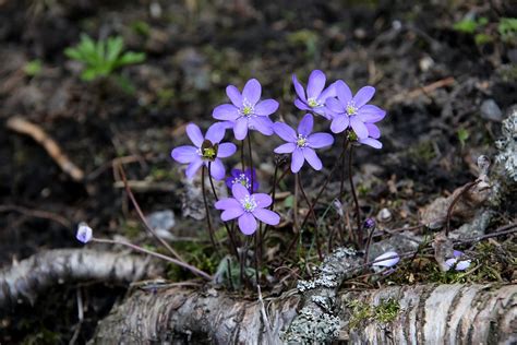 Hepatica Spring Nature Free Photo On Pixabay