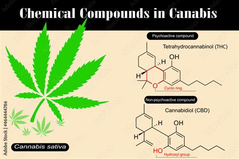 Chemical Compounds In Cannabis Are Tetrahydrocannabinol Thc And