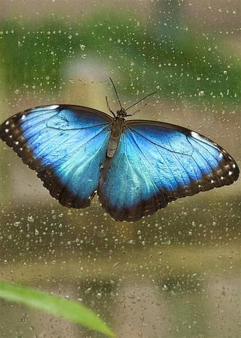 Blue Morpho Butterfly Greeting Card For Sale By Ellen Thane Blue