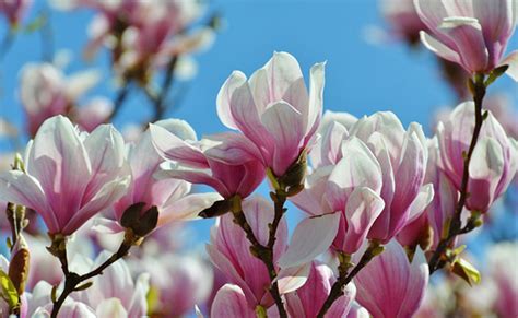 Les Fleurs De Printemps Au Jardin