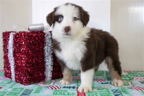 Miniature Australian Shepherd Puppies for sale - Puppies available now ...